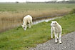 Photo ofDomestic sheep (Ovies aries). Photographer: 