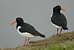 Oystercatchers at the water