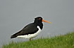 Oystercatcher at the water
