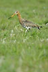 Black-tailed Godwit on a dry meadow