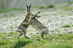 Excited hares in a territorial battle
