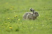 Hare among dandelions