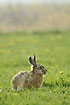 Hare among dandelions