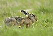 Hare swallowing a dandelion
