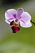 Backlit orchid