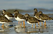 A group of Ruddy Turnstones in the waterfront