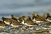A large group of Ruddy Turnstones