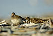 Ruddy Turnstone resting with purple sandpiper in the back