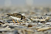 Ruddy Turnstone swallows a jackdaw mussel