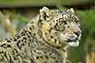 Snow Leopard (captive animal)