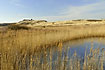 Dune lake flanked by common reeds