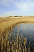 Lake in the dunes flanked by common reeds