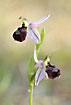 Foto af Kypriotisk Ophrys (Ophrys argolica elegans/Ophrys elegans). Fotograf: 