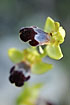 Foto af Israelsk Ophrys (Ophrys israelitica). Fotograf: 