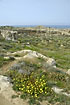 Flowers in an archaeological site