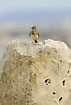 Crested Lark on large rock