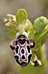 Photo ofKotschys Ophrys (Ophrys kotschyi). Photographer: 