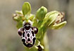 Foto af Limassol-Ophrys (Ophrys kotschyi). Fotograf: 
