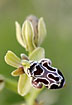 An endemic orchid