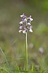 Green-winged Orchid in sidelight