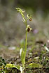 Spider Orchid with stem and ground leaves