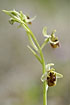 Foto af Levantinsk Ophrys (Ophrys levantina). Fotograf: 