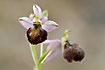 Beautiful shortlipped Eyed Bee-Orchid