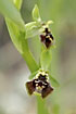 A rare orchid