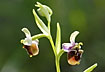 Photo ofSpider Orchid (Ophrys levantina). Photographer: 