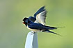 Barn Swallow pair in spring time