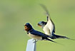 Barn Swallows calling in spring time