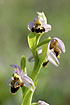 Foto af Nicosia-Ophrys (Ophrys lapetica). Fotograf: 