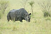 Photo ofBlack Rhinoceros (Diceros bicornis). Photographer: 