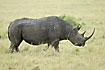 Photo ofBlack Rhinoceros (Diceros bicornis). Photographer: 