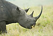 Black Rhino nippling to the grass using the sensitive upper lip