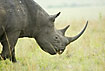 Black Rhino showing two big horns