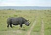 Black Rhino crossing a track