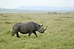 Black Rhino on the savannah