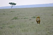 Male lion on the savannah in the early morning