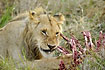 Young male lion eating away on some nice ribs