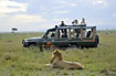 Tourists are able to watch lions on close range