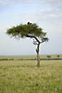 Savannah tree with vultures