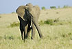 Elephant on the savannah