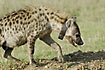 Spotted hyaena with a radio collar for scientific purposes