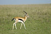 Gazelle on the savannah