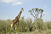 Photo ofGiraffe (Giraffa camelopardalis). Photographer: 