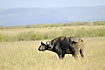 African Buffalo on the open savannah