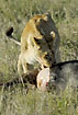 Female Lion eating around intestines