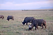 Buffaloes grazing on the open savannah