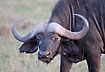 African Buffolo showing its big horns